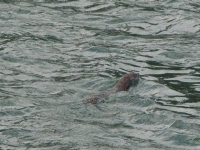 Otter